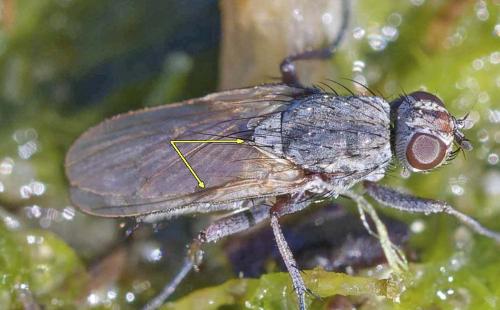 Fucellia maritima